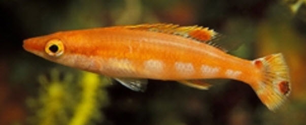 Lappanella fasciata_0009